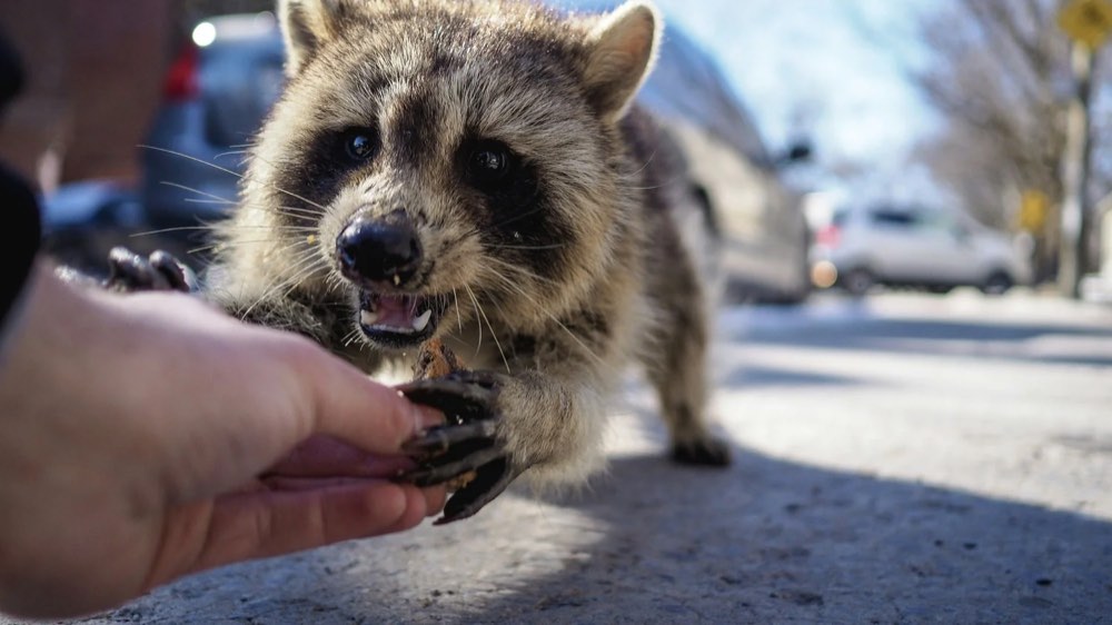 A raccoon gently taking a snack from an outstretched hand