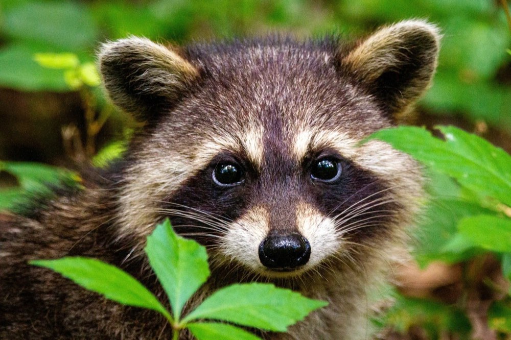 A curious raccoon peeking out from green leaves