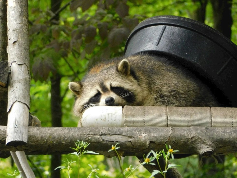 A tired raccoon napping on a branch in the sun